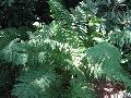 Interrupted Fern / Osmunda claytoniana  